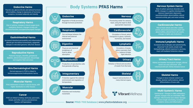 Body Systems PFAS Harms