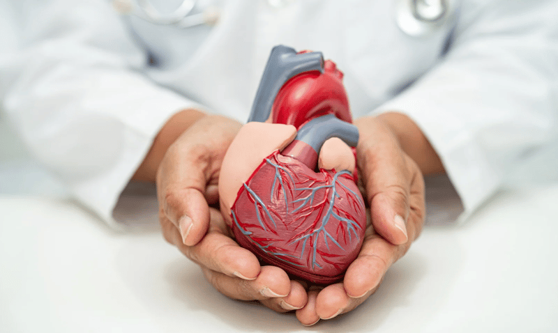 Doctor holding a detailed anatomical model of a human heart, symbolizing cardiovascular health and medical care.