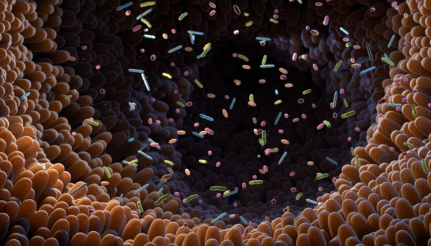 Illustration of gut commensal bacteria supporting microbial balance in the intestine.