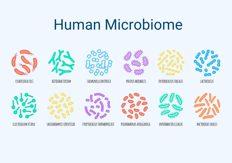 Human Microbiome-2