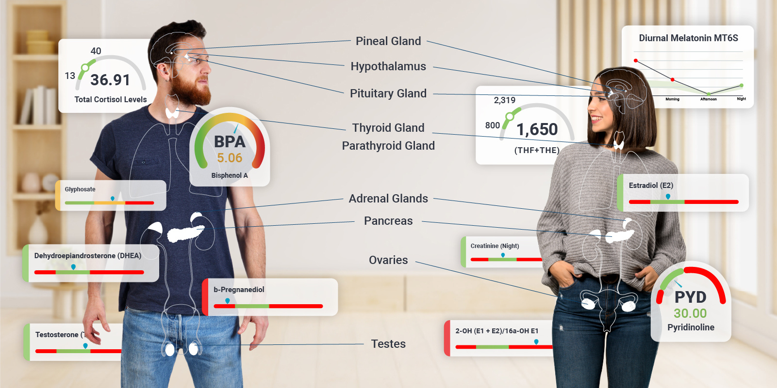 Visual depiction of male and female hormones