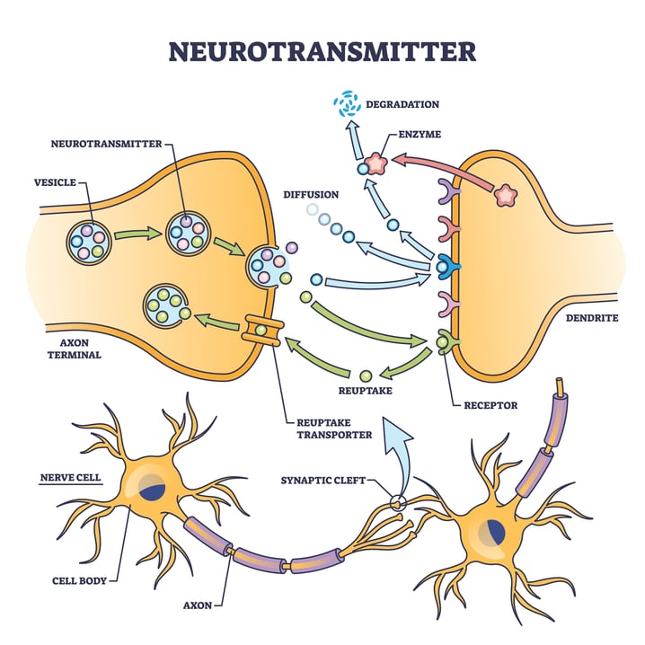 Neurotransmitter Process