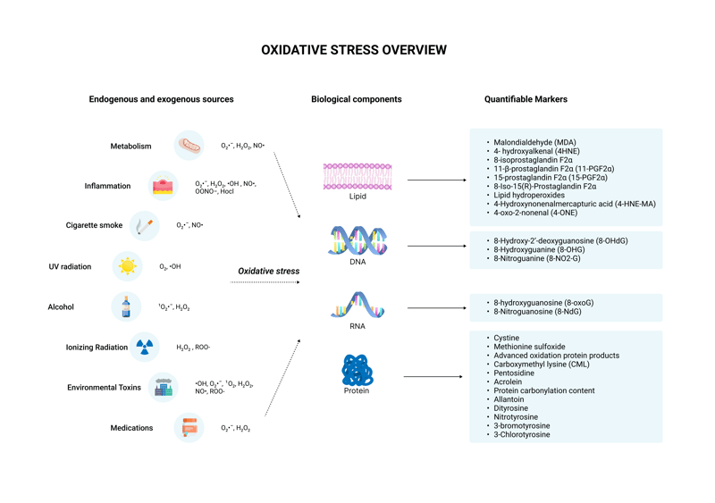 OXIDATIVE STRESS OVERVIEW-1 ​