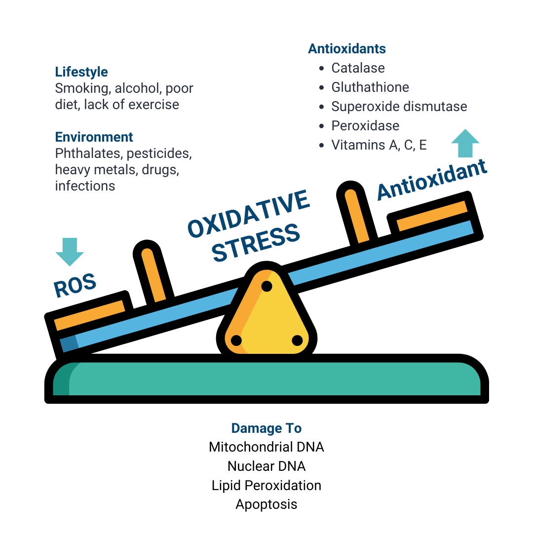 Oxidative Stress Posts (4)