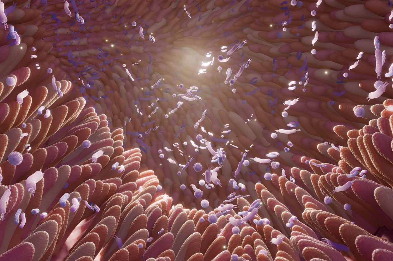 3D rendering of gut microbiota interacting with intestinal lining, illustrating microbiome activity.