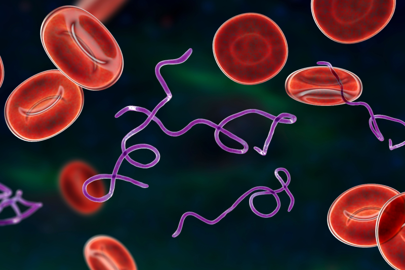 borrelia burgdorferi-1