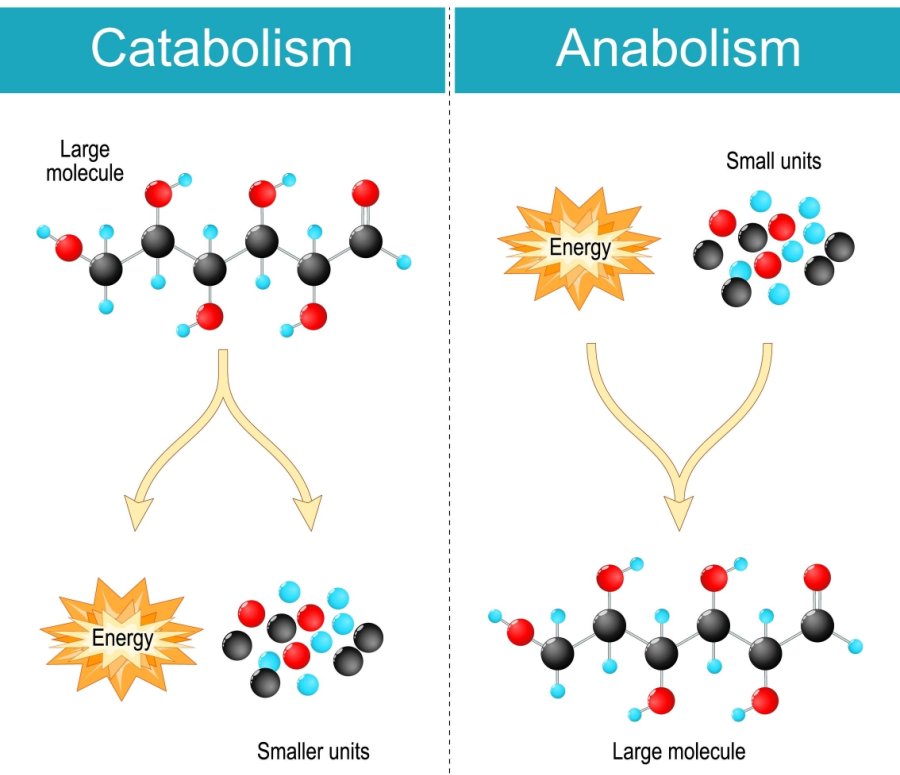 catabolism and anabolism-1