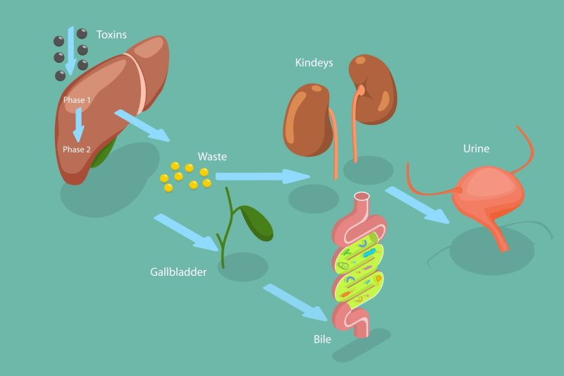 detoxification process