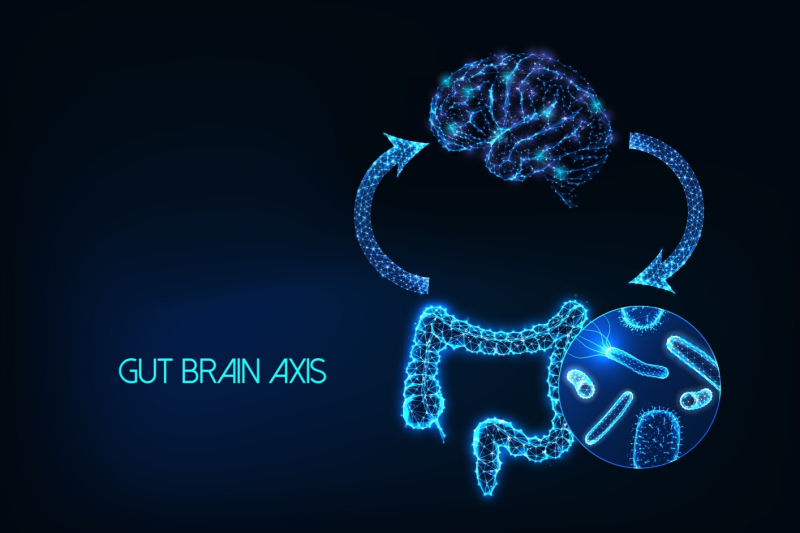 gut brain axis