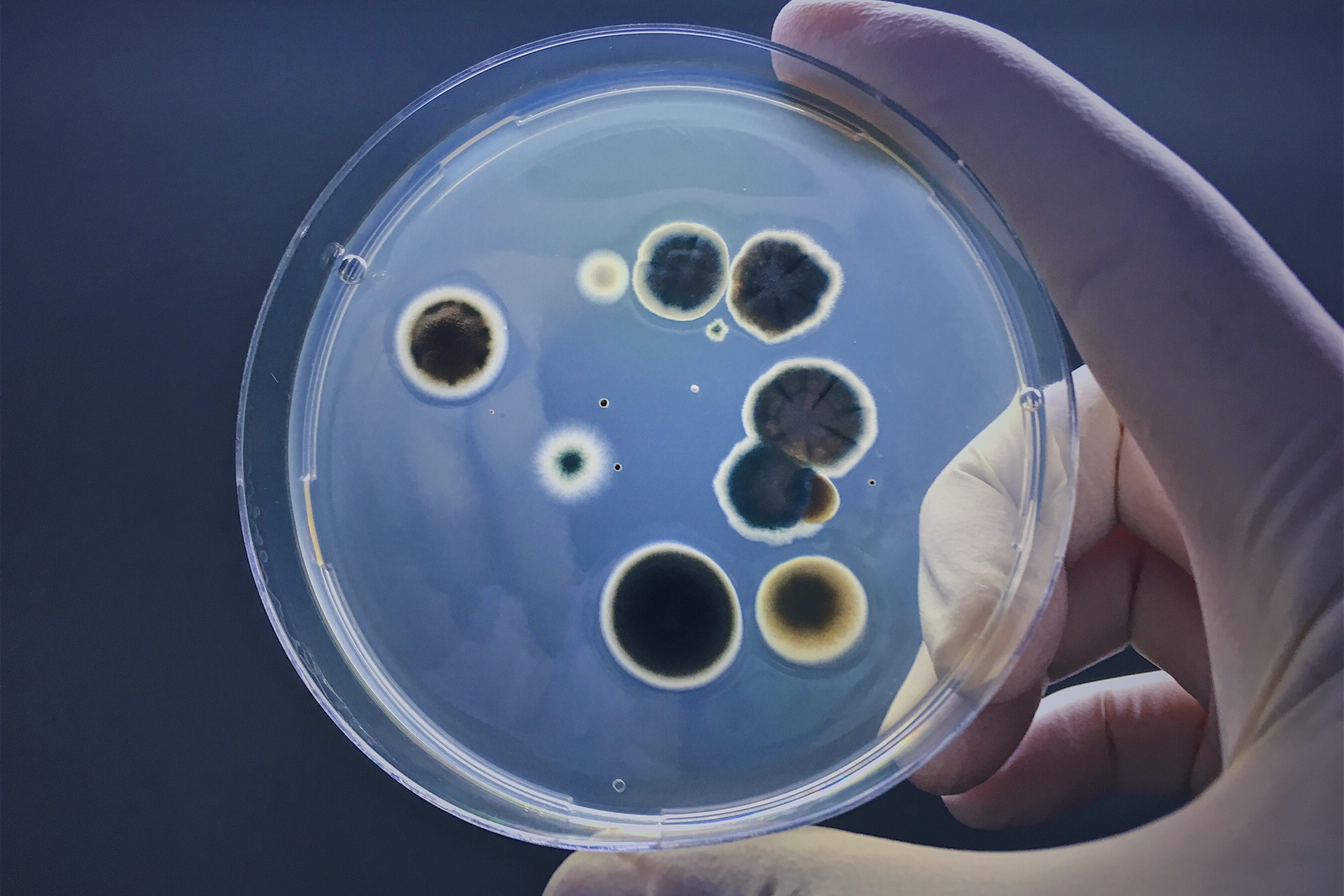 mold in petri dish resized