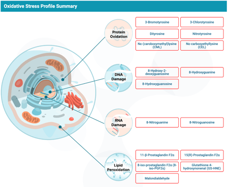 oxidative stress profile summary illustration