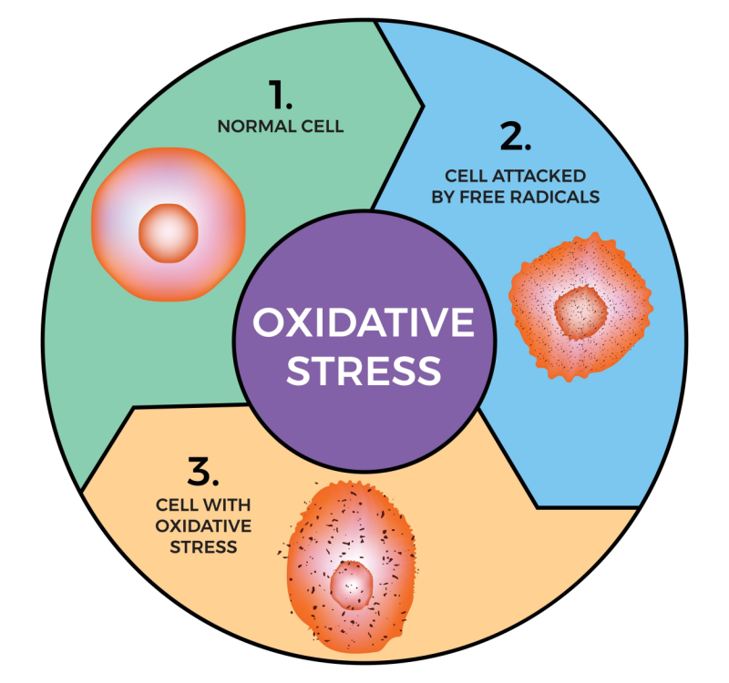 oxidative stress-2