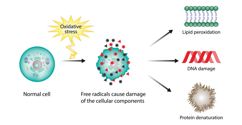 oxidative stress-Feb-08-2024-09-46-29-9436-PM