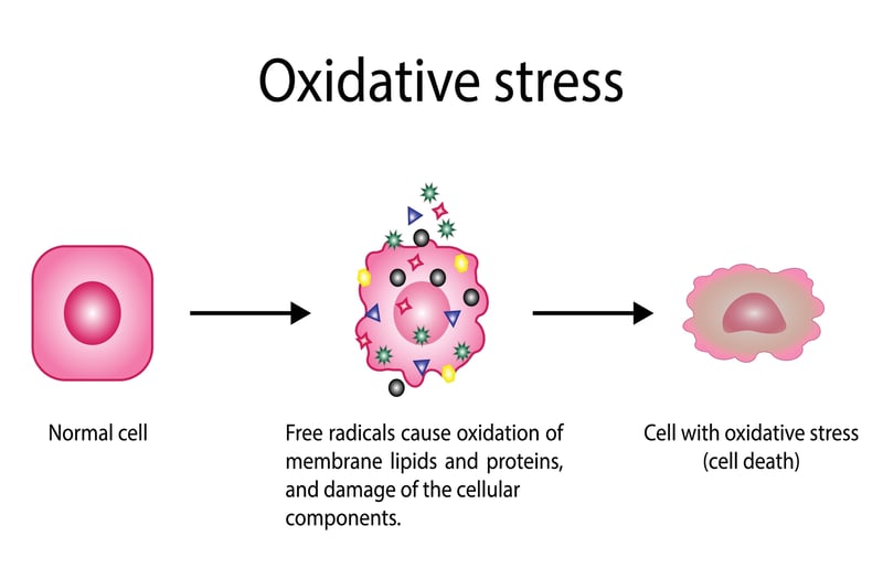 Diagram of oxidative stress. Starts with a normal cell, free radicals cause oxidation and damage, eventually resulting in cell death.