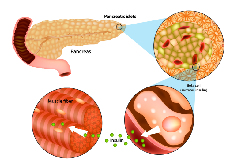 pancreatic beta cells