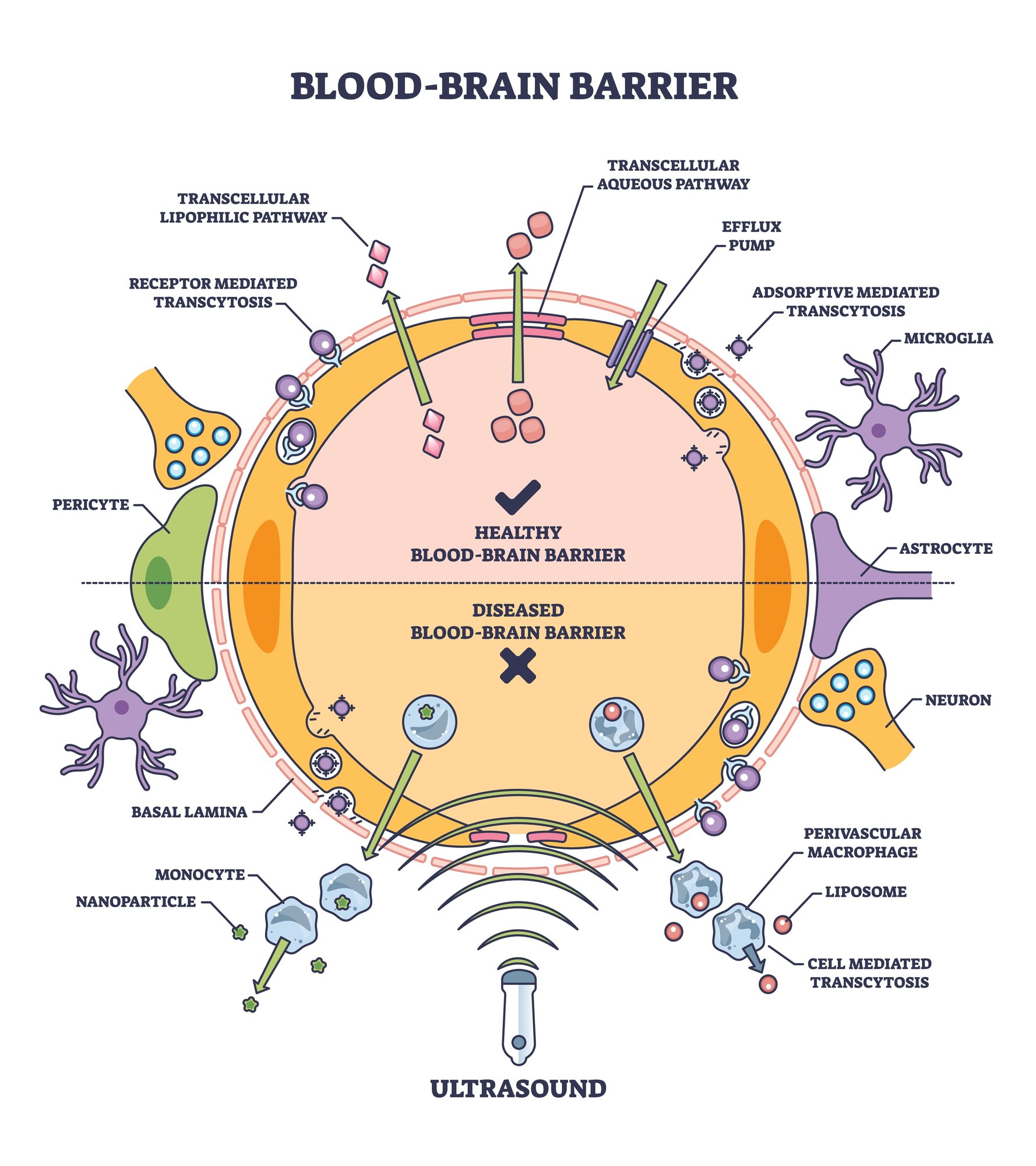 Exploring the Role of BloodBrain Barrier Permeability on Neurological
