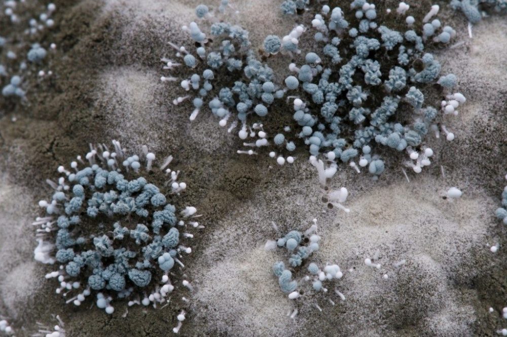 mold-spores